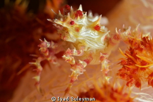 Soft coral crab
Picture was taken with Nikon D3s in Suba... by Iyad Suleyman 